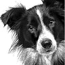 The Sheepish Dog logo